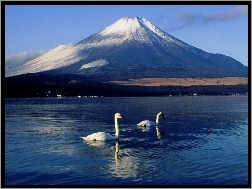 Japonia, Góra, Łabędzie, Jezioro, Fudżi